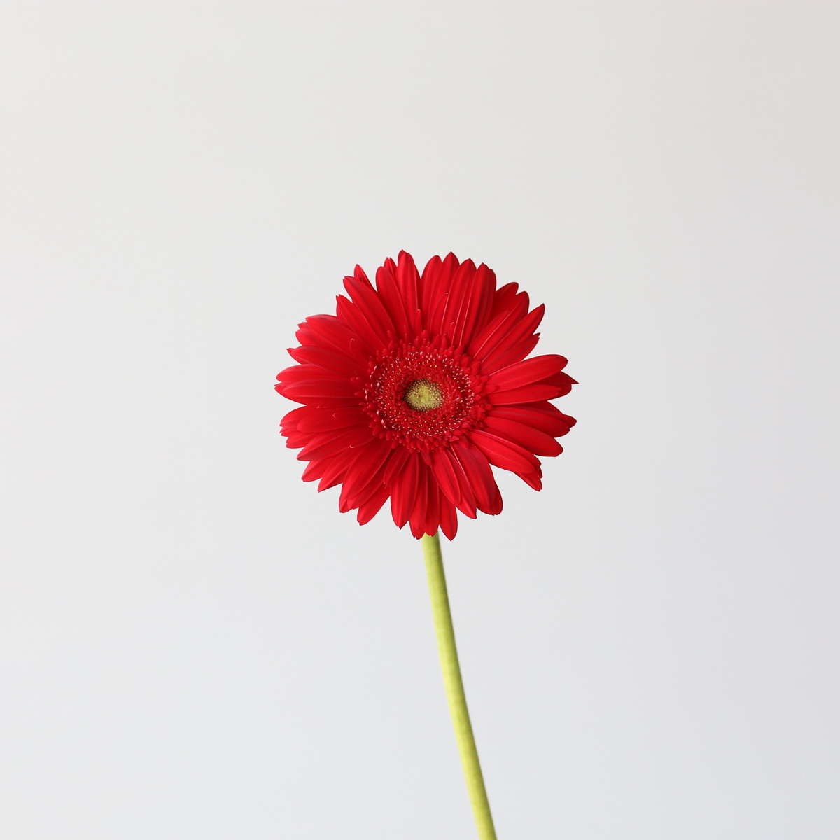 Red Gerbera Carambole single stem flower