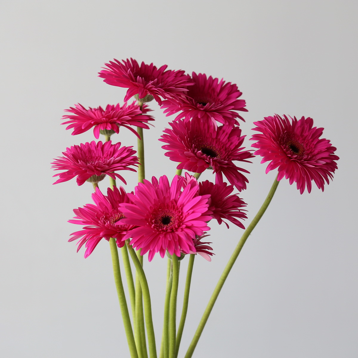 Bunch of fuchsia Gerbera Madeira flowers
