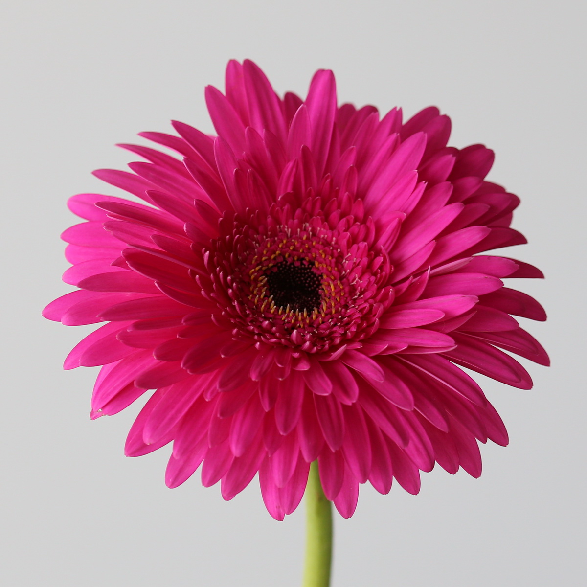 Close-up of fuchsia Gerbera Madeira flower