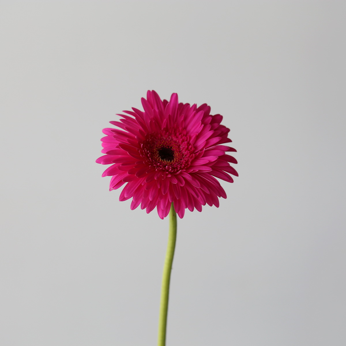Single stem Gerbera Madeira fuchsia flower on long stem