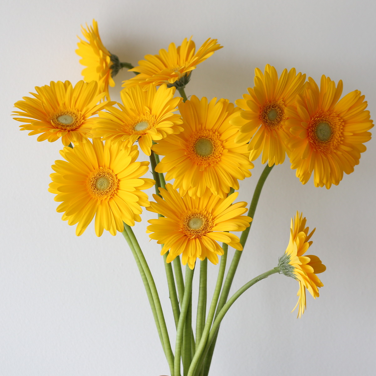 Bunch of yellow Gerbera Panama flowers
