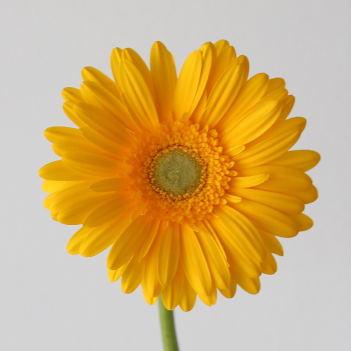 Close-up of yellow Gerbera Panama flower