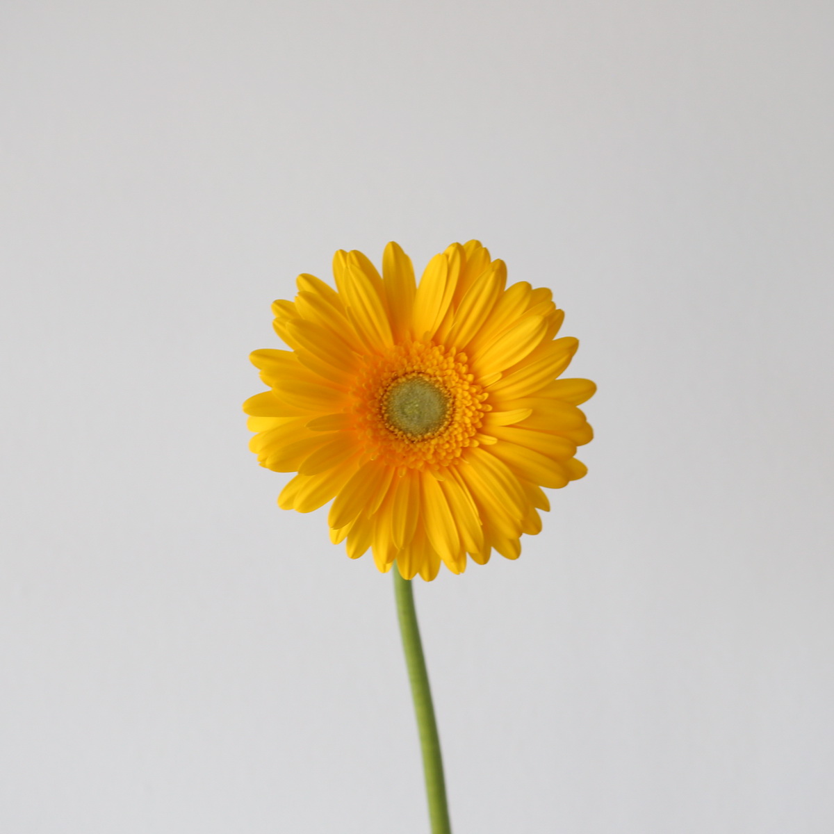 Yellow Gerbera Panama single stem
