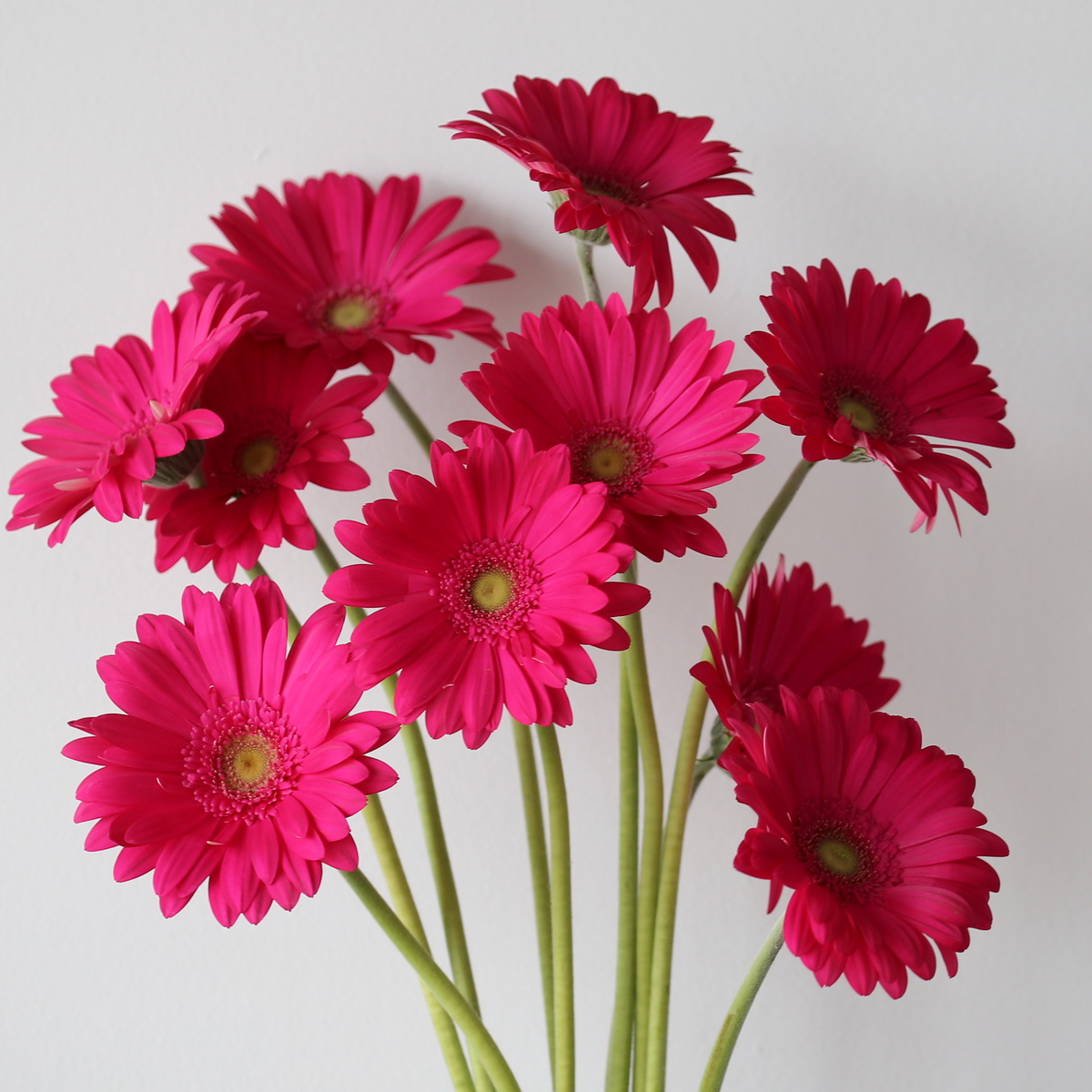Gerbera Rihanna hot pink flower bunch