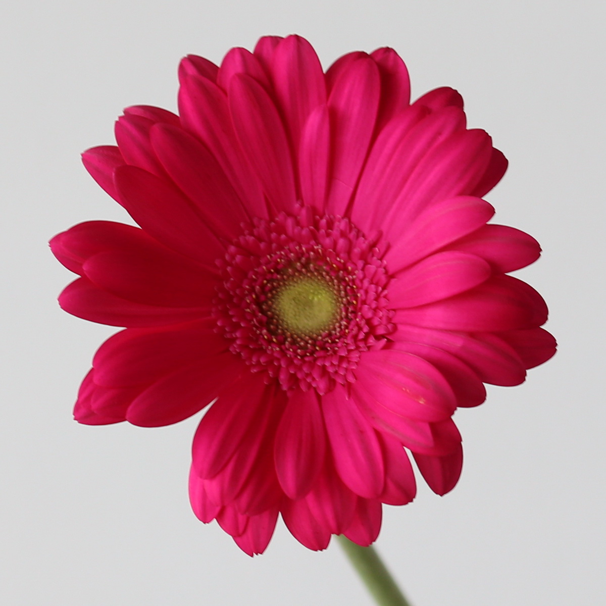 Close-up of Gerbera Rihanna hot pink flower