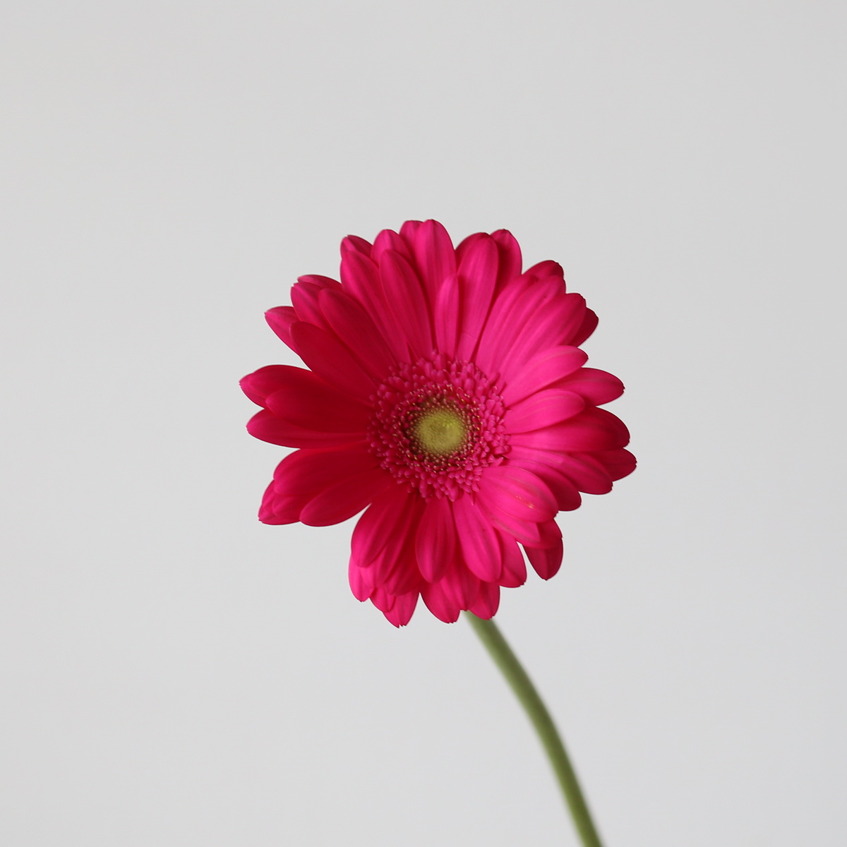 Gerbera Rihanna hot pink single stem