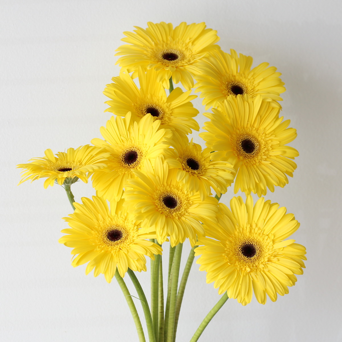 Bunch of yellow Gerbera Wake Up flowers