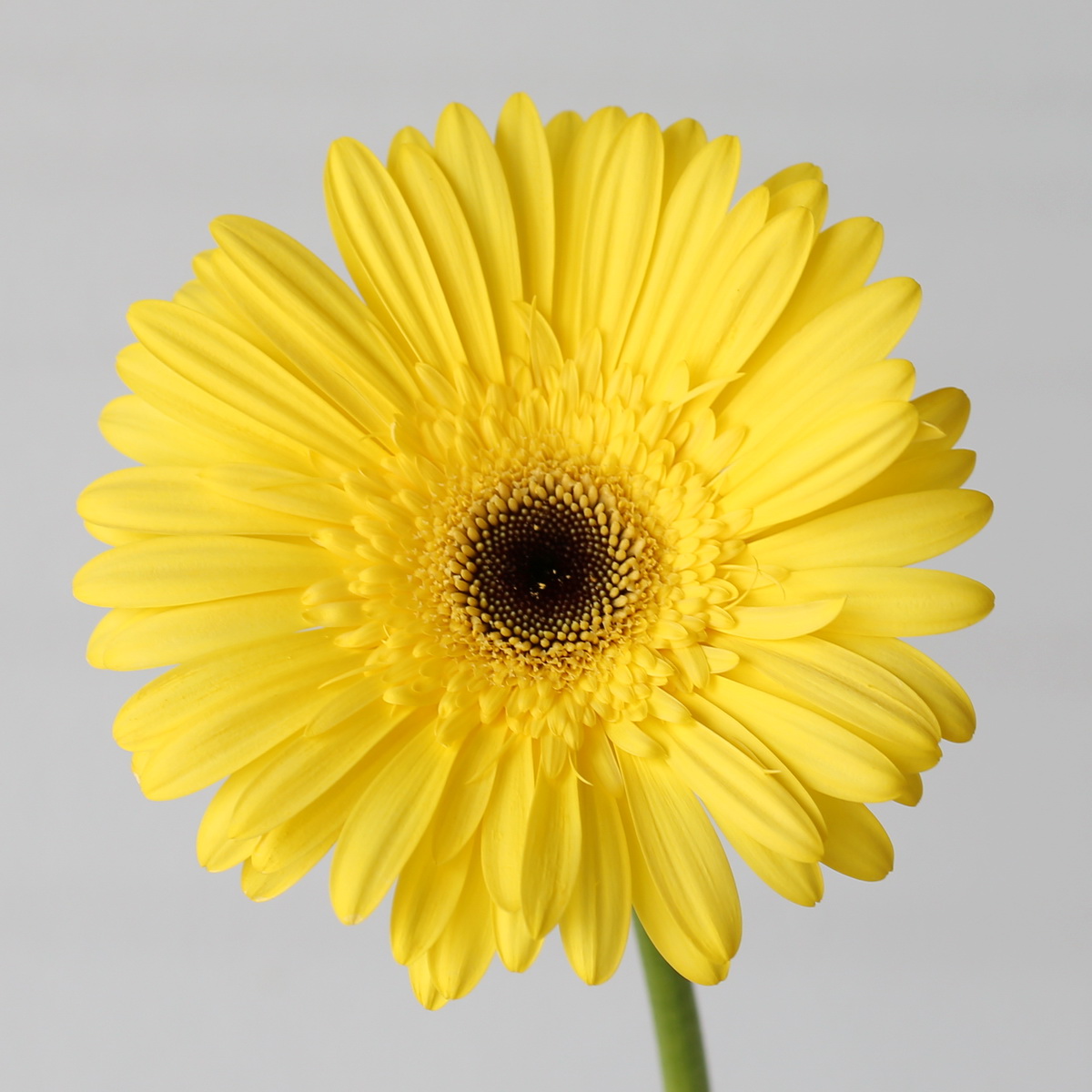 Yellow Gerbera Wake Up flower close-up