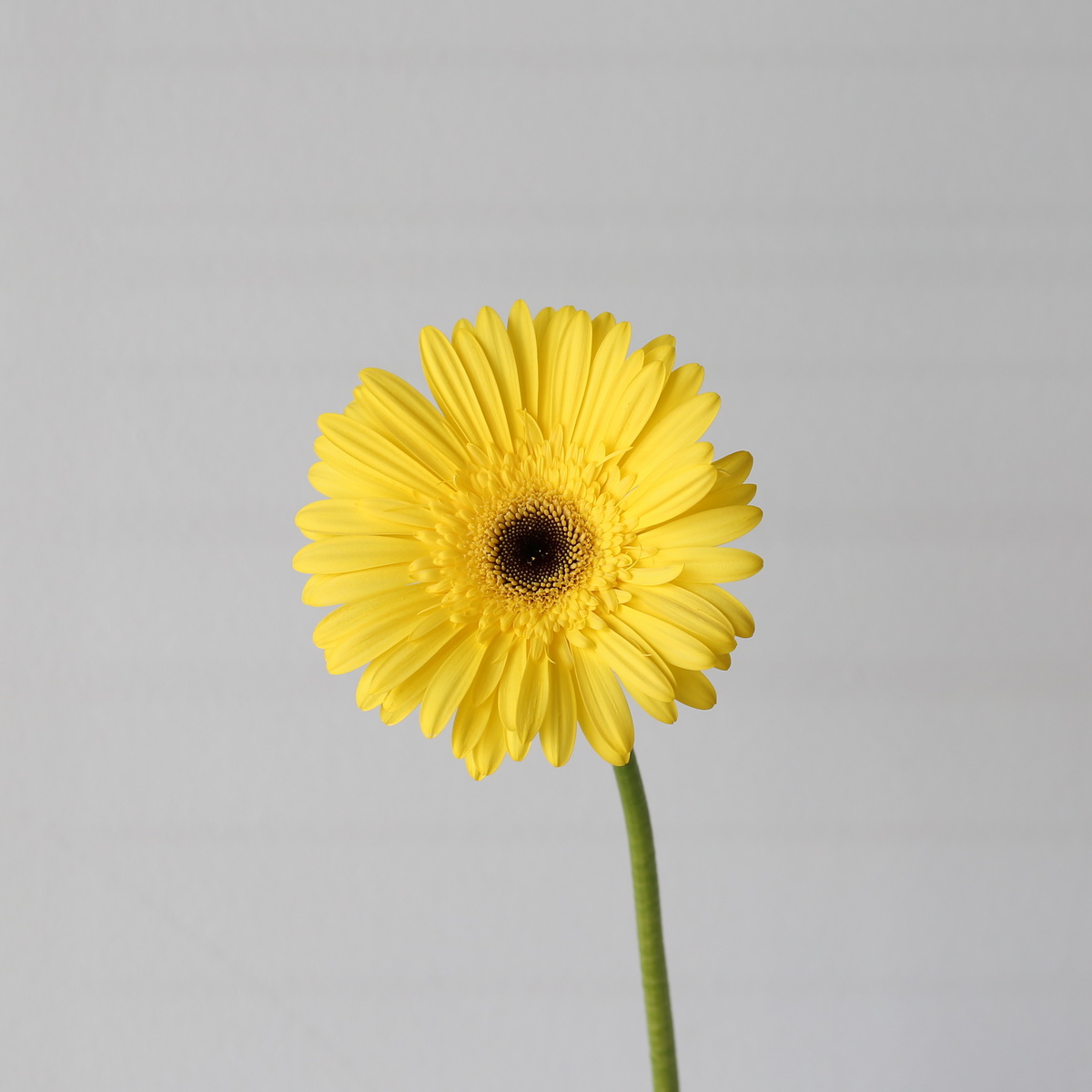 Yellow Gerbera Wake Up single stem