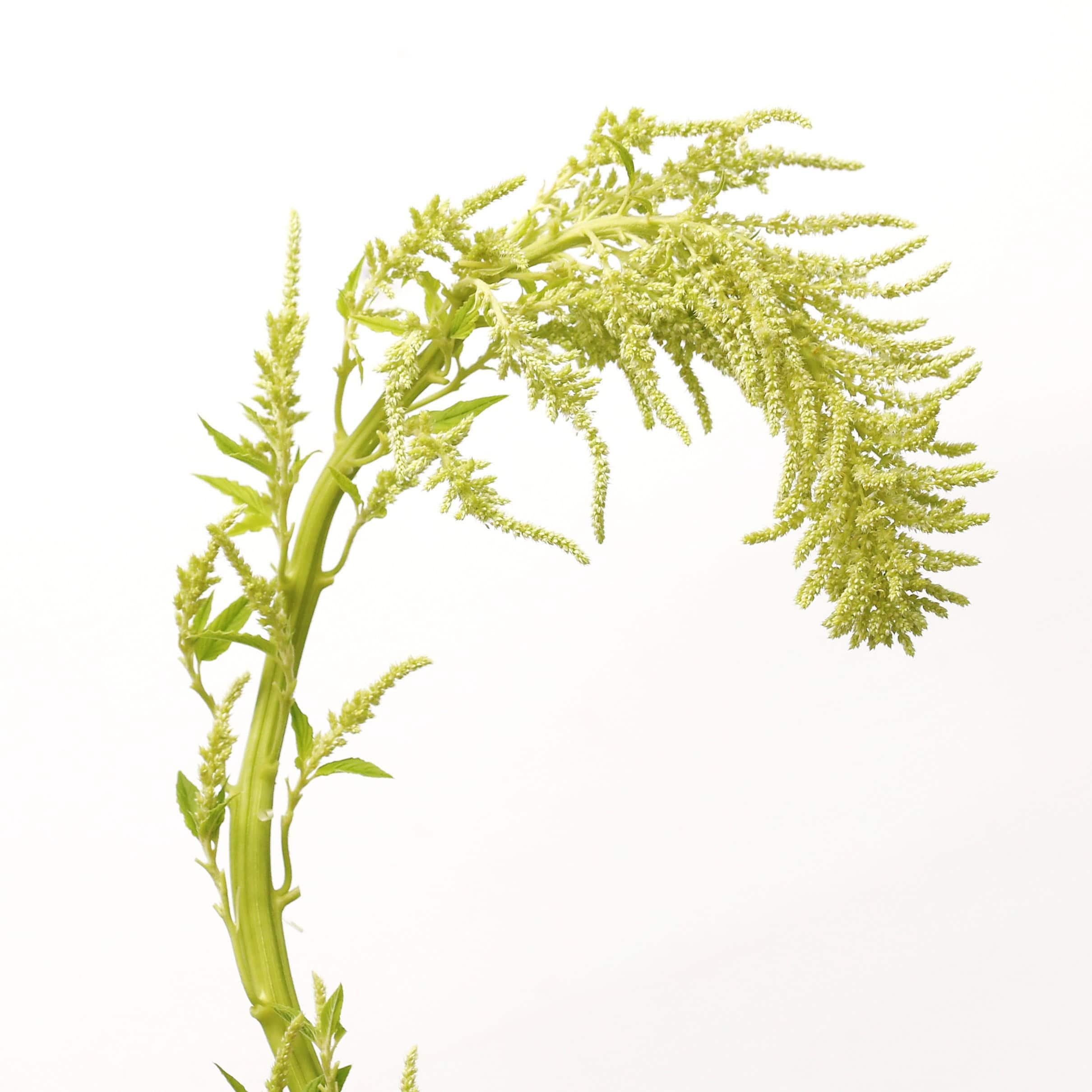 Single local hanging green amaranthus stem with natural leaves