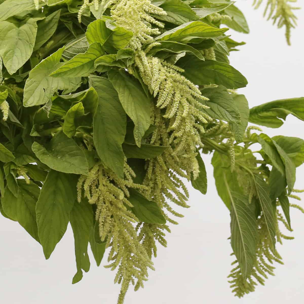 Close-up of hanging green amaranthus flowers and green leaves