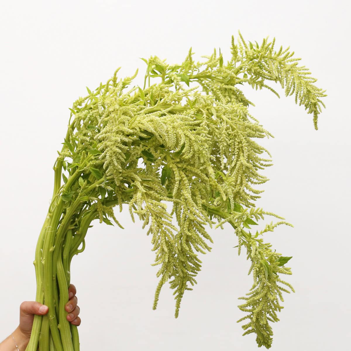 Bunch of local hanging green amaranthus with foliage removed