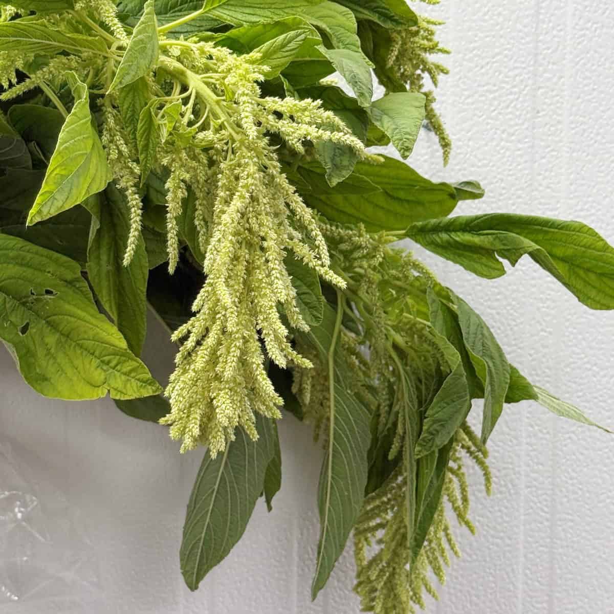 Hanging green amaranthus with full natural foliage