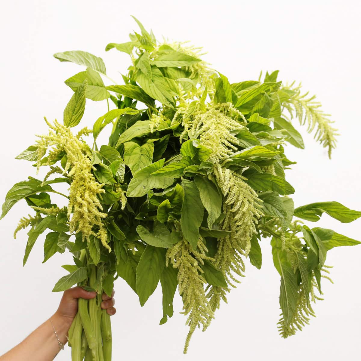 Local Canadian-grown hanging green amaranthus with cascading flowers and natural foliage