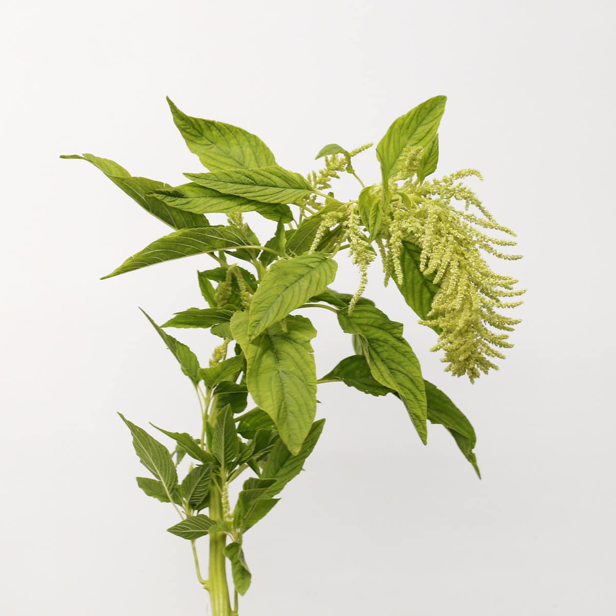 Single hanging green amaranthus stem with foliage removed