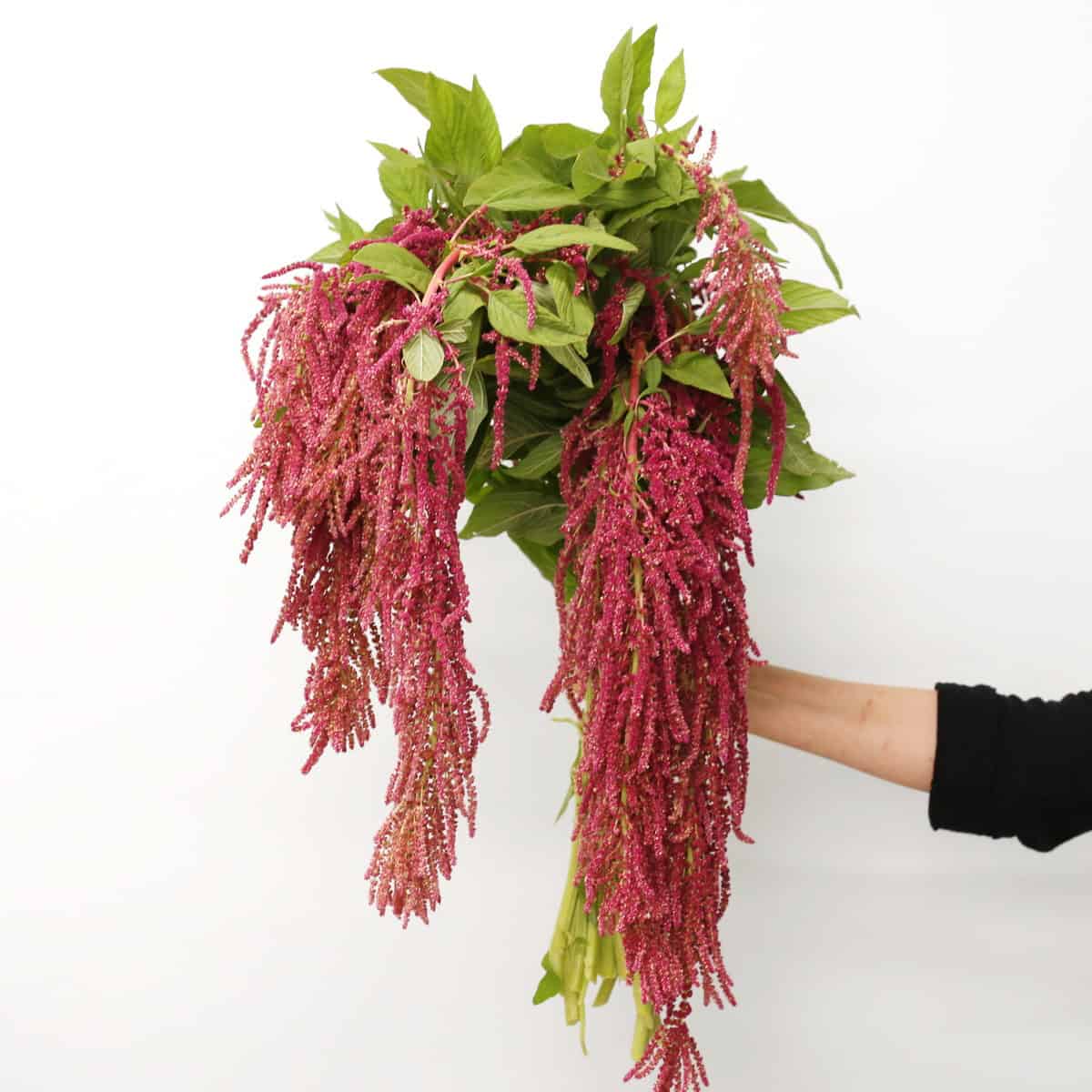 Hanging red amaranthus bunch with long cascading burgundy flower spikes