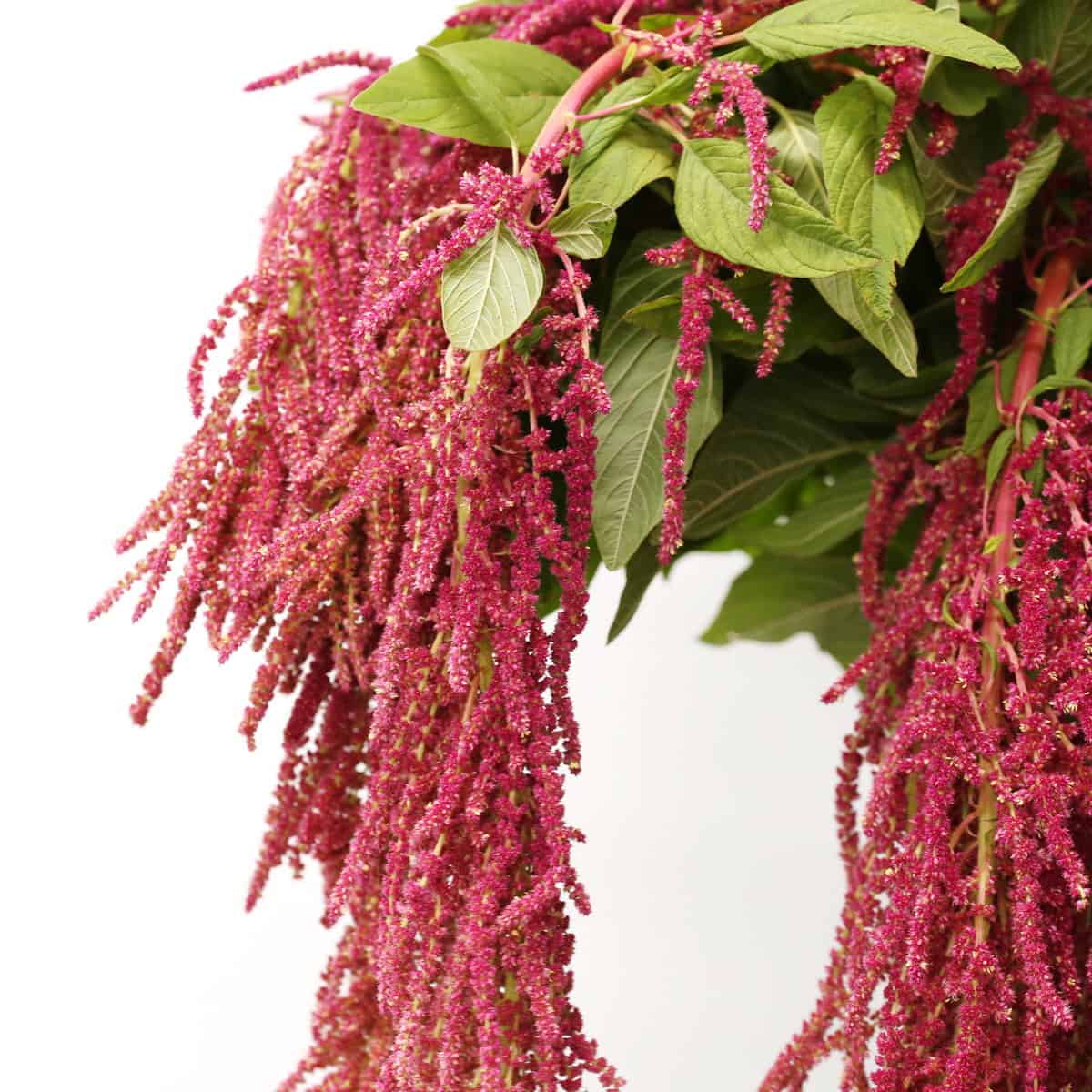 Close-up of hanging red amaranthus cascading flower spikes