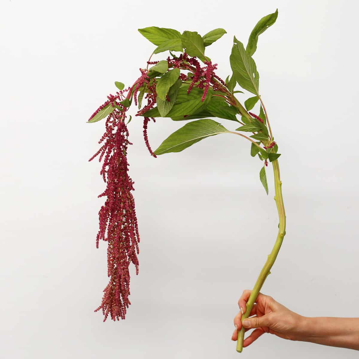 Single stem of hanging red amaranthus with long cascading flower spikes