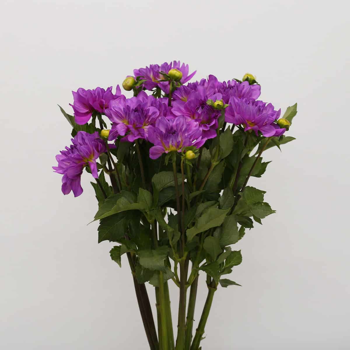 Bunch of locally grown lavender dahlias with green foliage