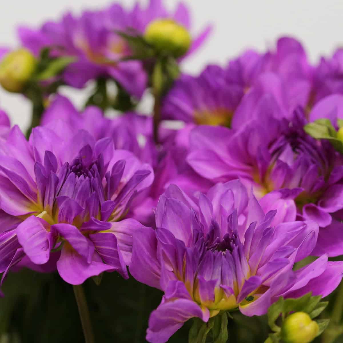 Lavender-purple dahlia flowers in bloom