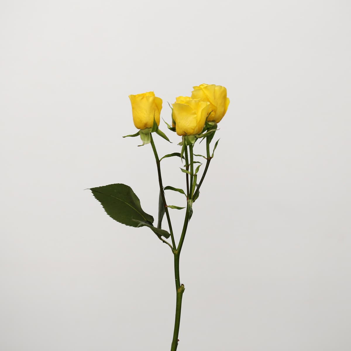 Light Up yellow spray rose stem with multiple yellow blooms