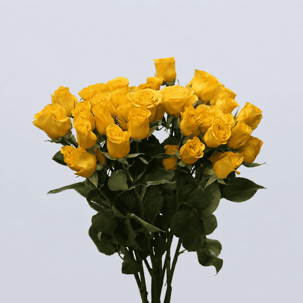 Bunch of Light Up yellow spray roses sold as bulk flowers
