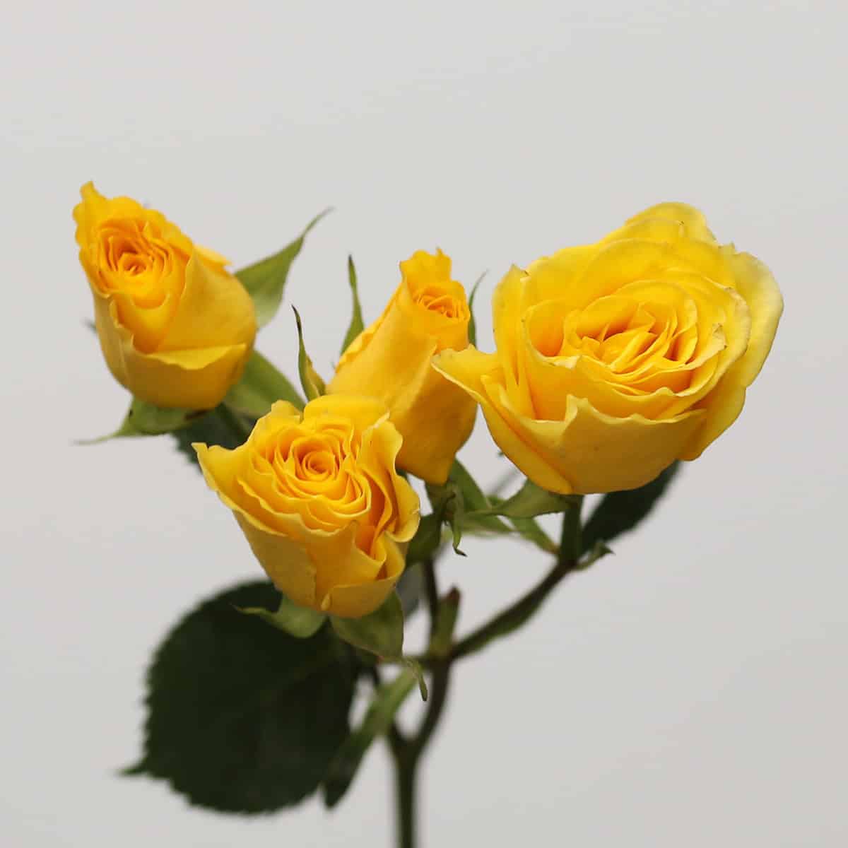Close-up of Light Up yellow spray rose blooms