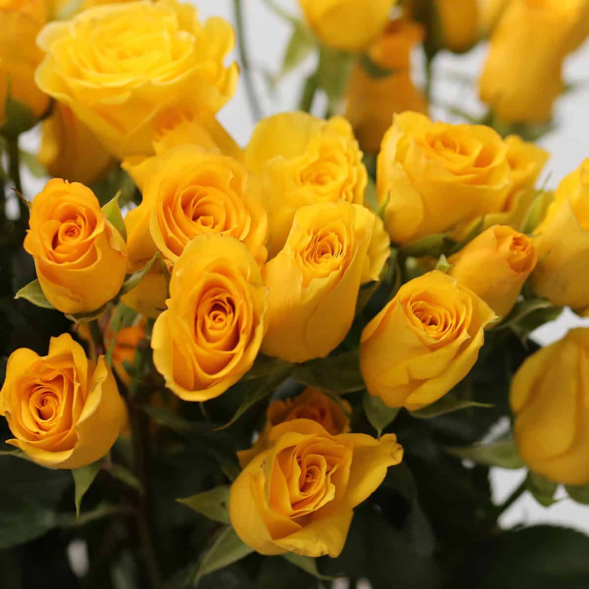 Light Up yellow spray roses with multiple bright yellow blooms
