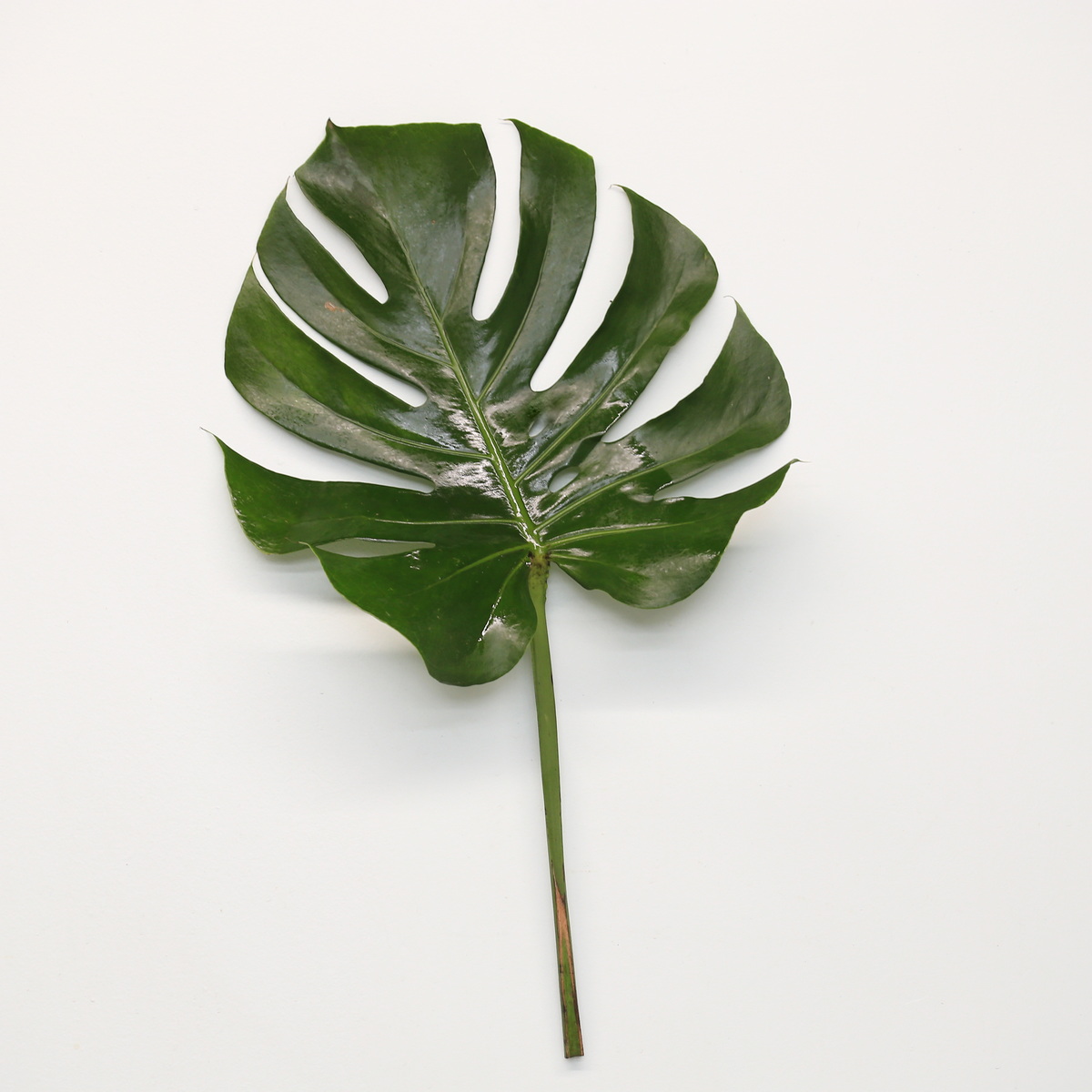 Medium Monstera leaf with glossy green tropical foliage