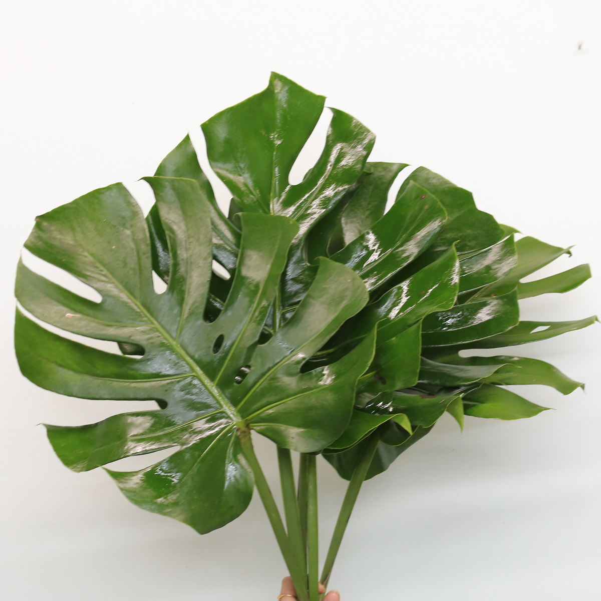 Bunch of medium Monstera leaves in bulk with glossy green foliage