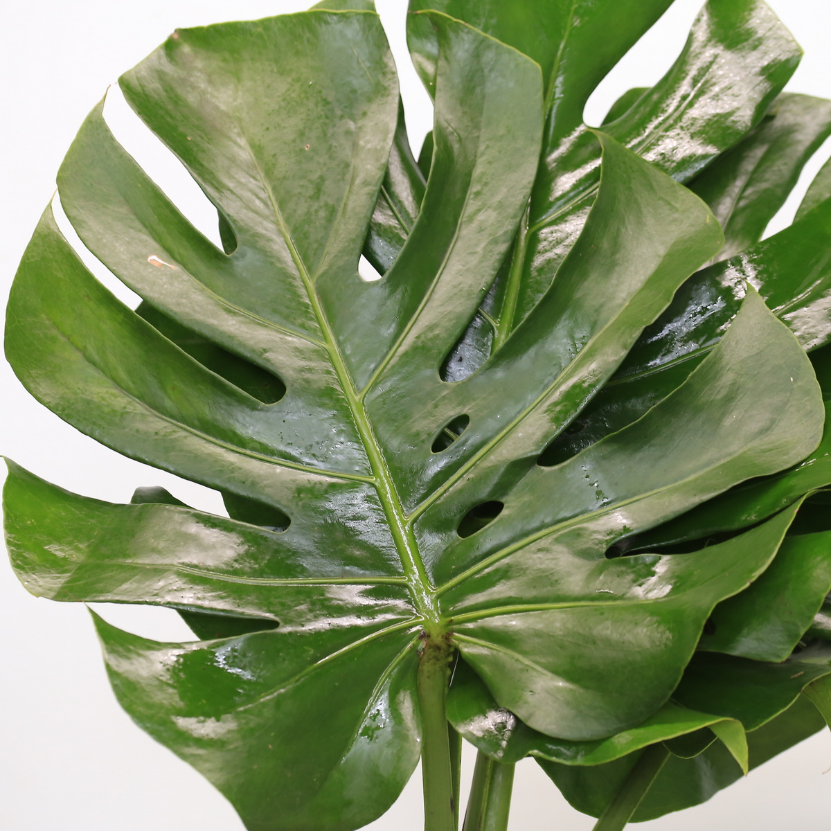 Close-up of medium Monstera leaves with glossy tropical green foliage