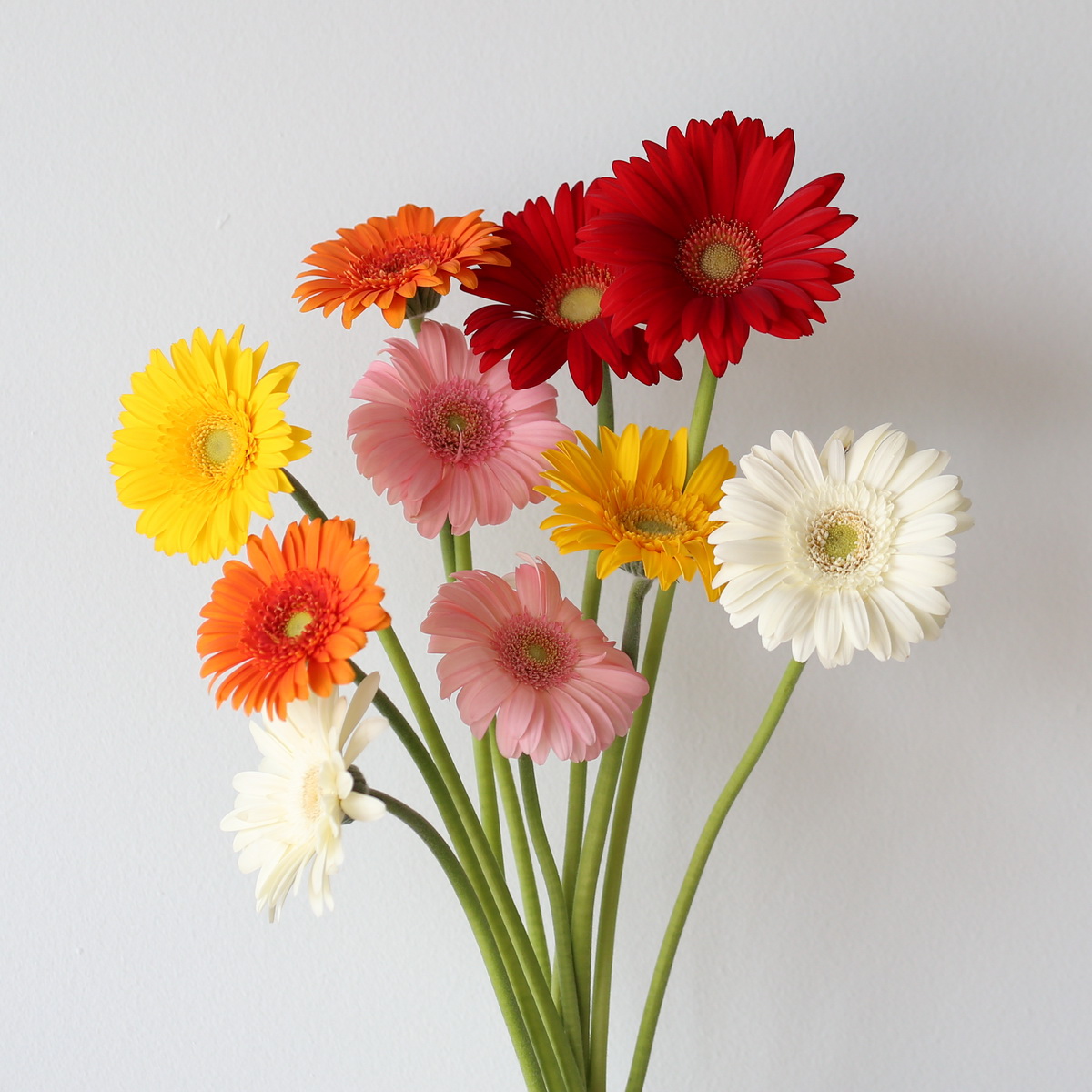Assorted mini gerbera flowers in red, pink, orange, yellow and white