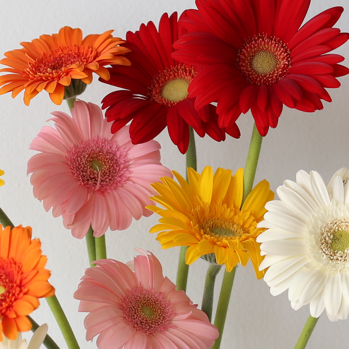 Close-up of assorted mini gerbera flowers in multiple colours
