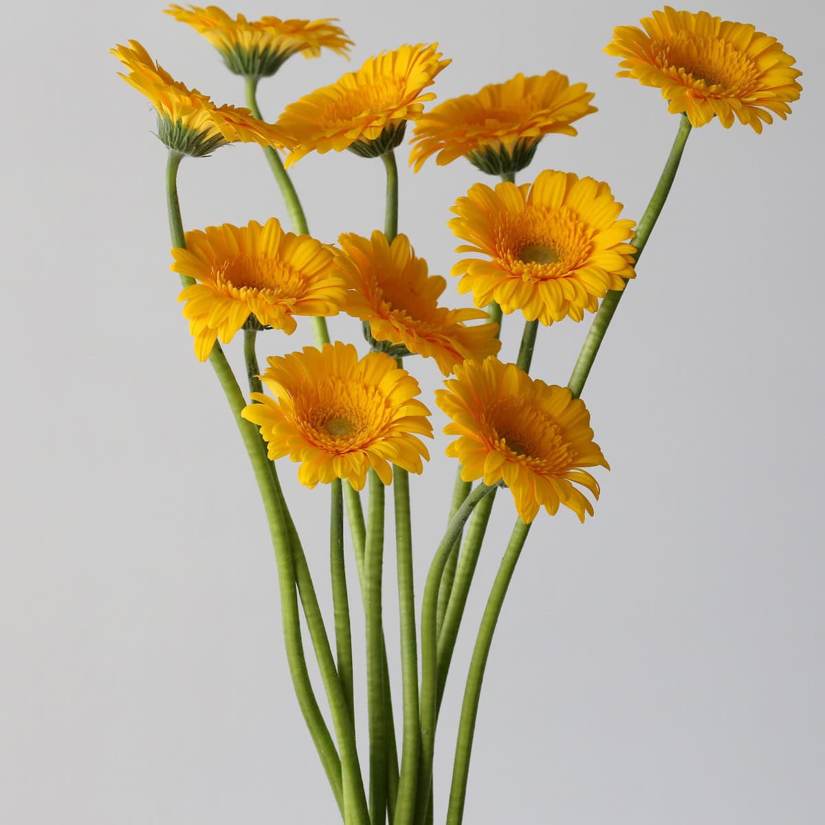 Bunch of yellow Mini Gerbera Astron flowers