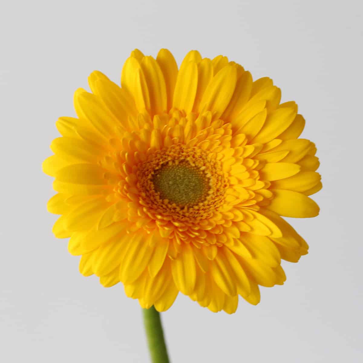 Mini Gerbera Astron yellow flower close-up
