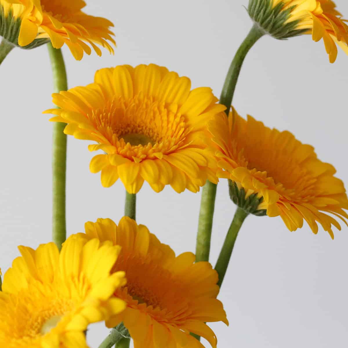 Cluster of yellow Mini Gerbera Astron flowers
