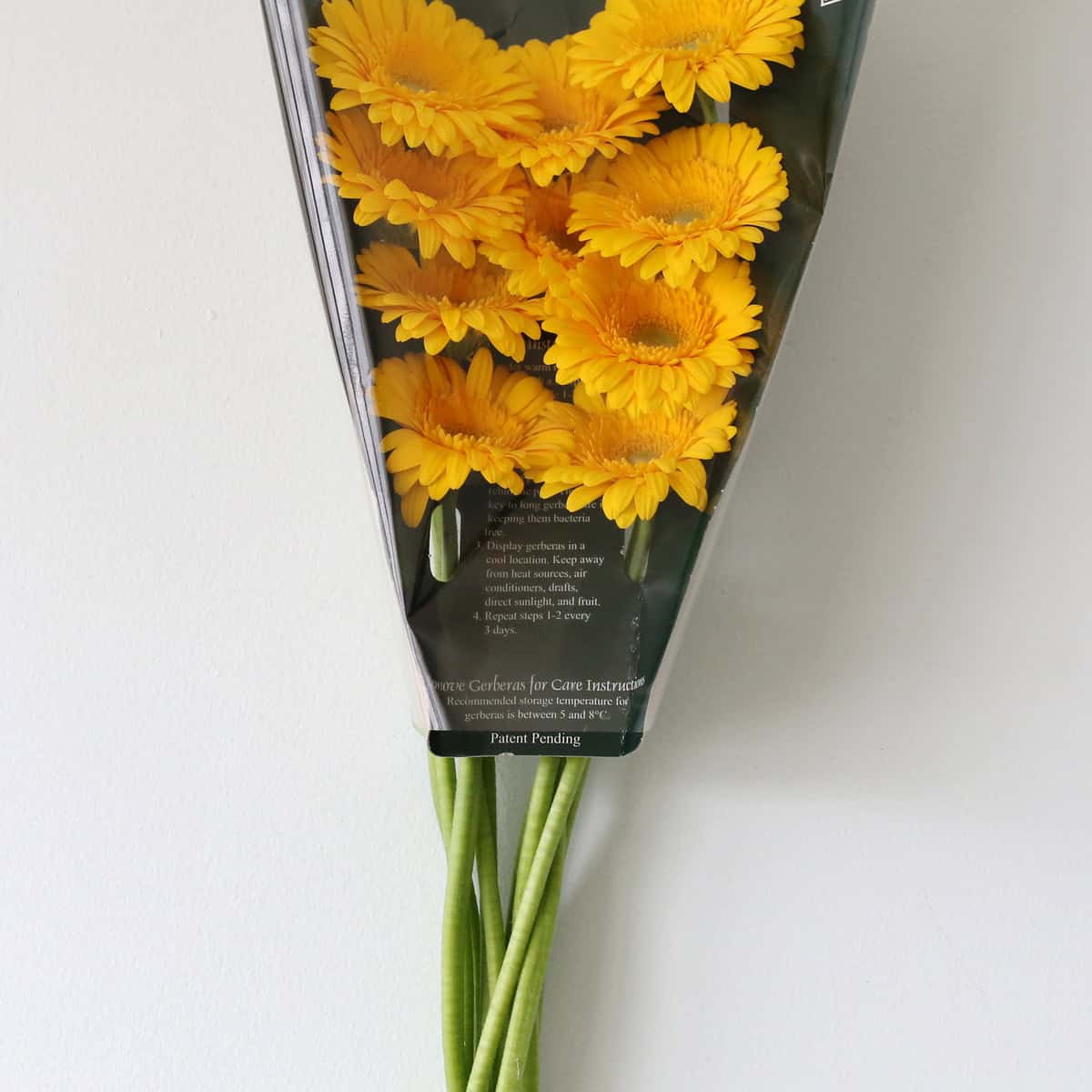 Mini Gerbera Astron bunch in protective packaging