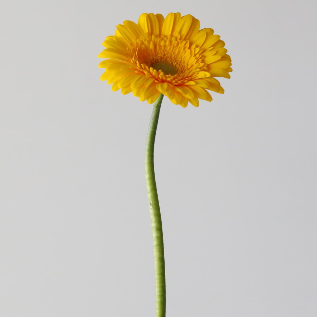 Yellow Mini Gerbera Astron single stem