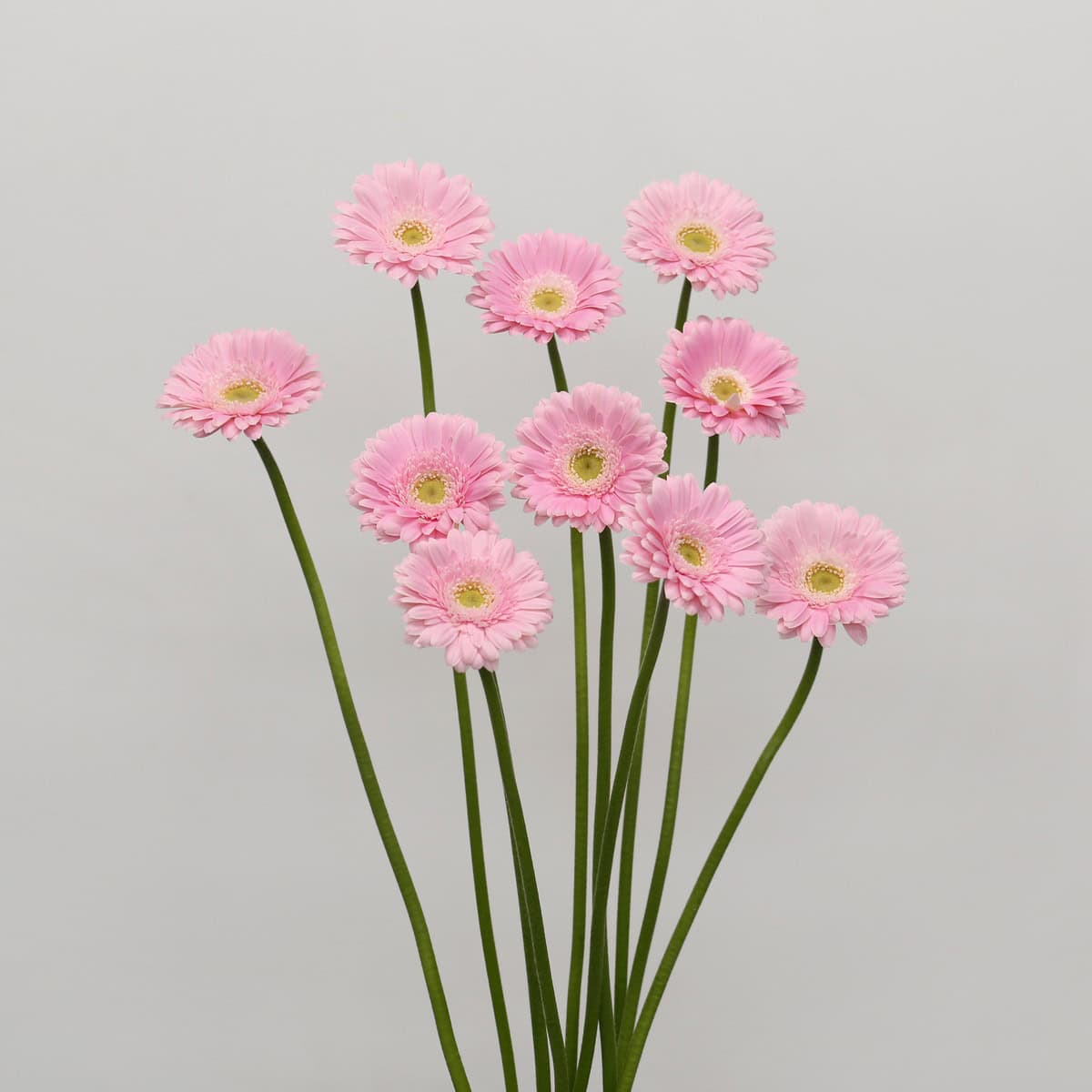 Bunch of light pink Mini Gerbera Babble flowers
