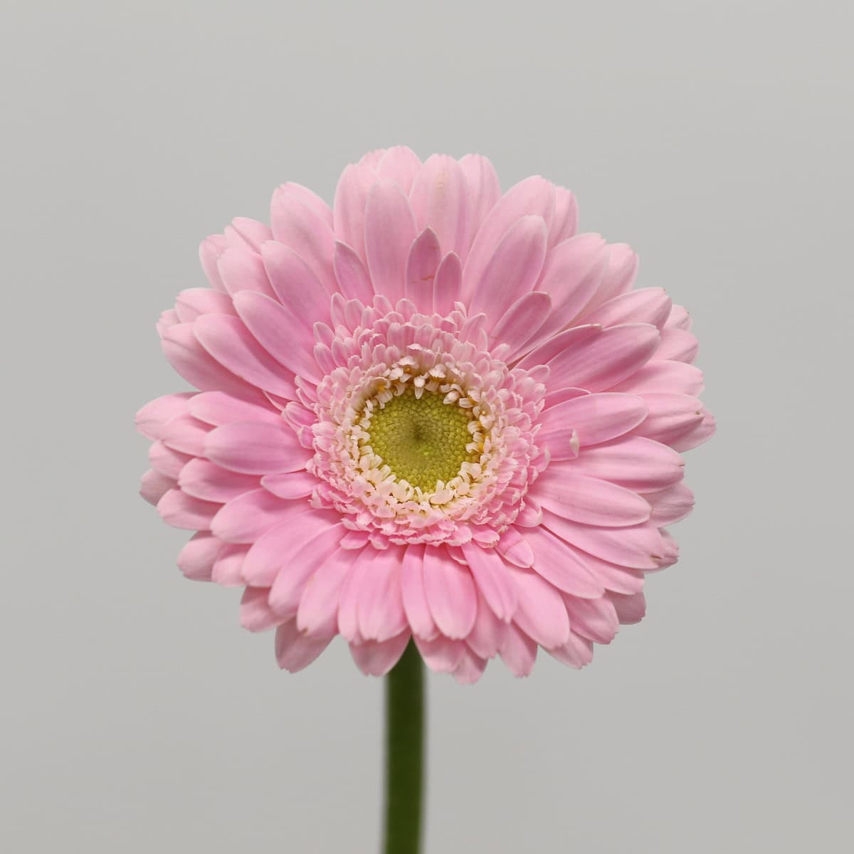 Close-up of light pink Mini Gerbera Babble flower