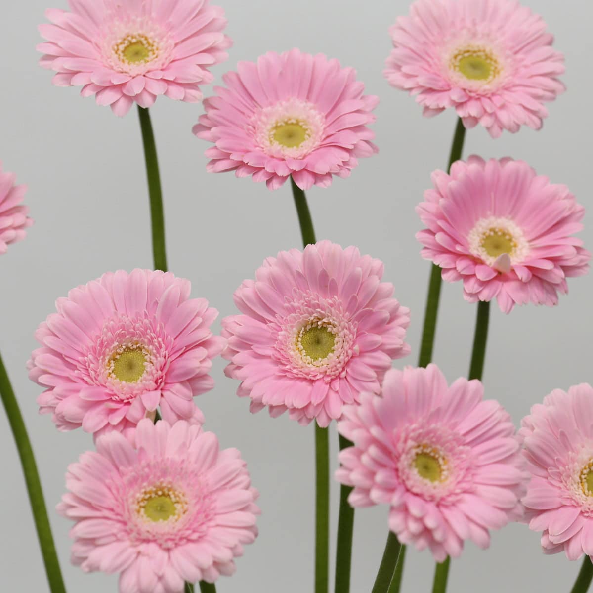 Light pink Mini Gerbera Babble flowers with green centres