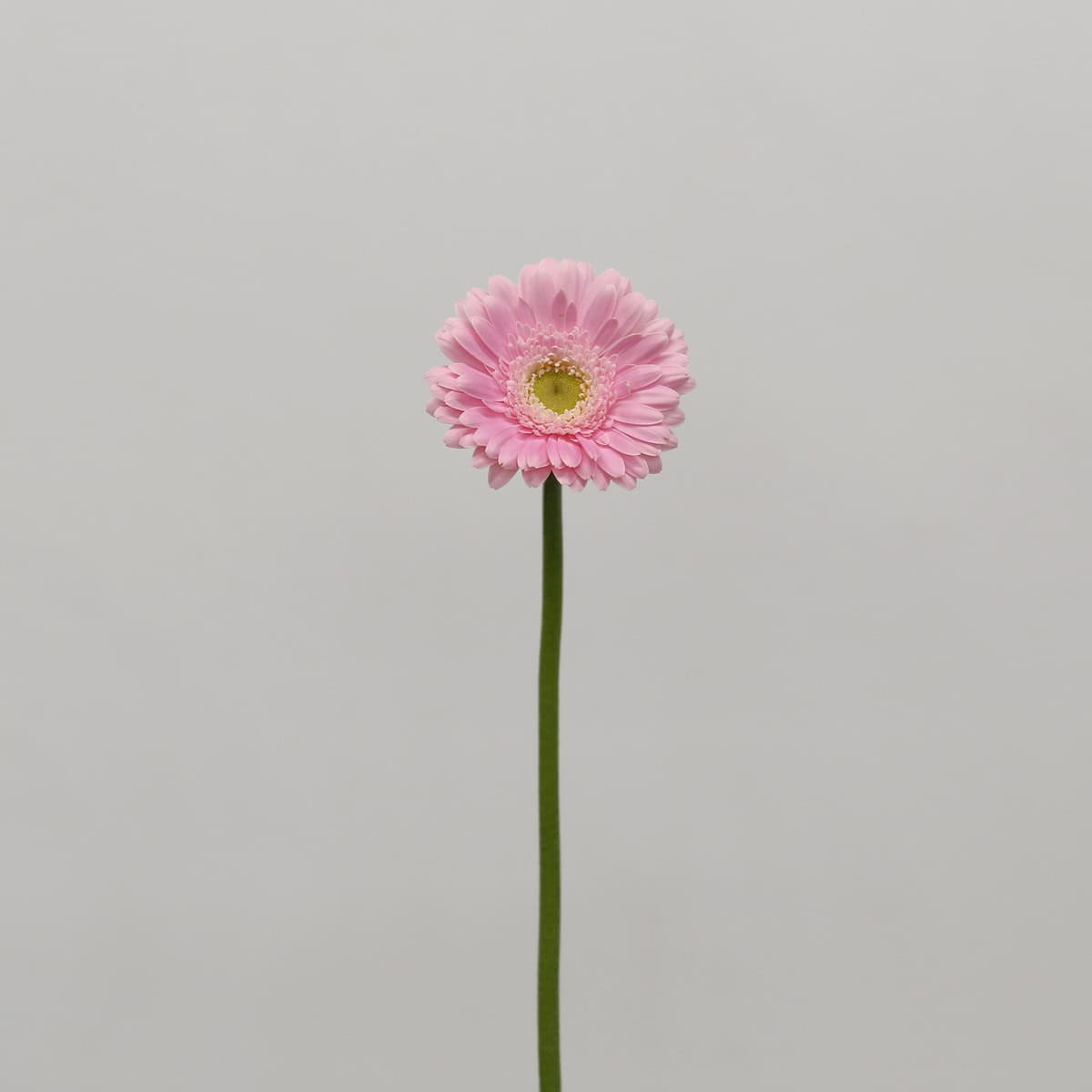 Single stem of light pink Mini Gerbera Babble