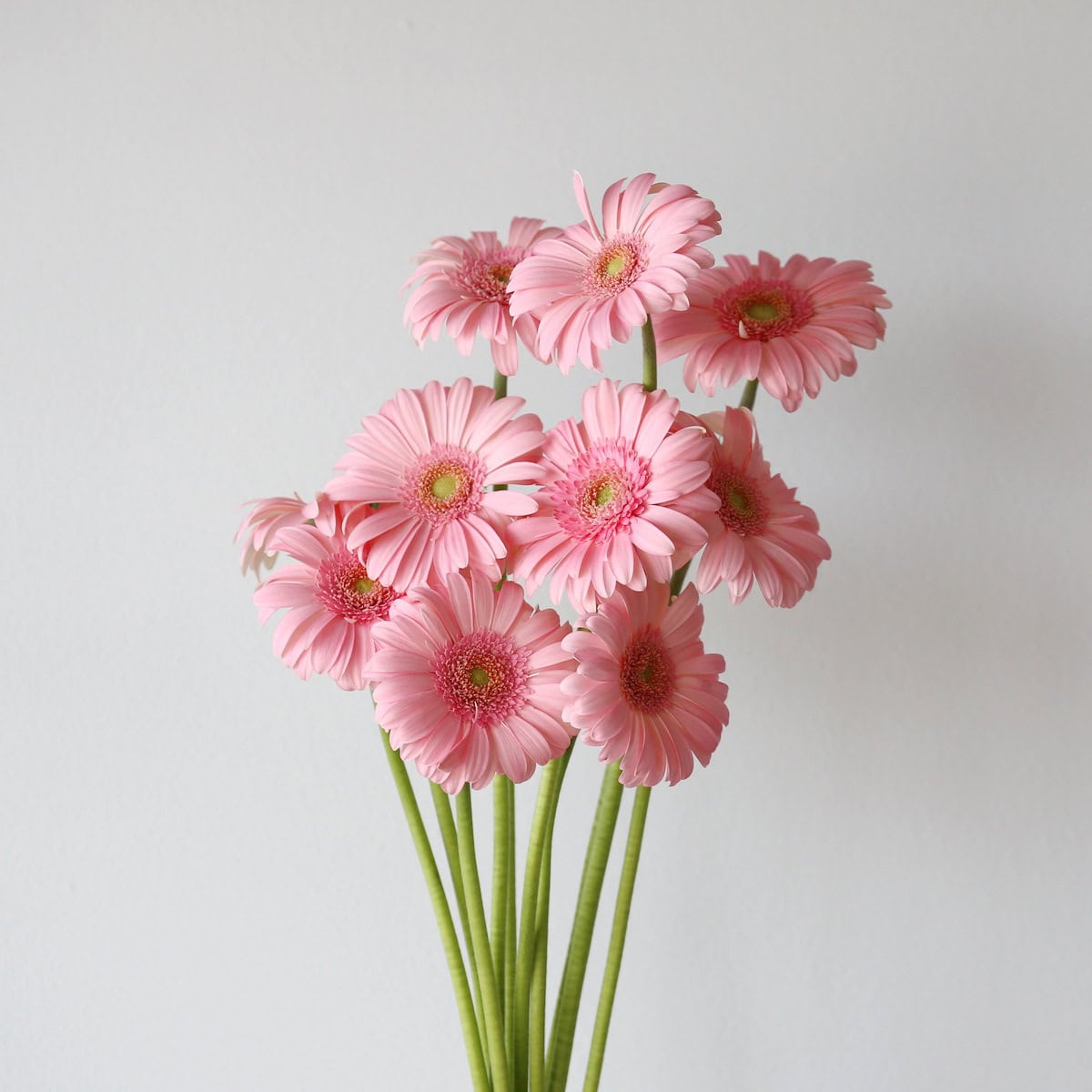 Bunch of Mini Gerbera Bellita light pink flowers