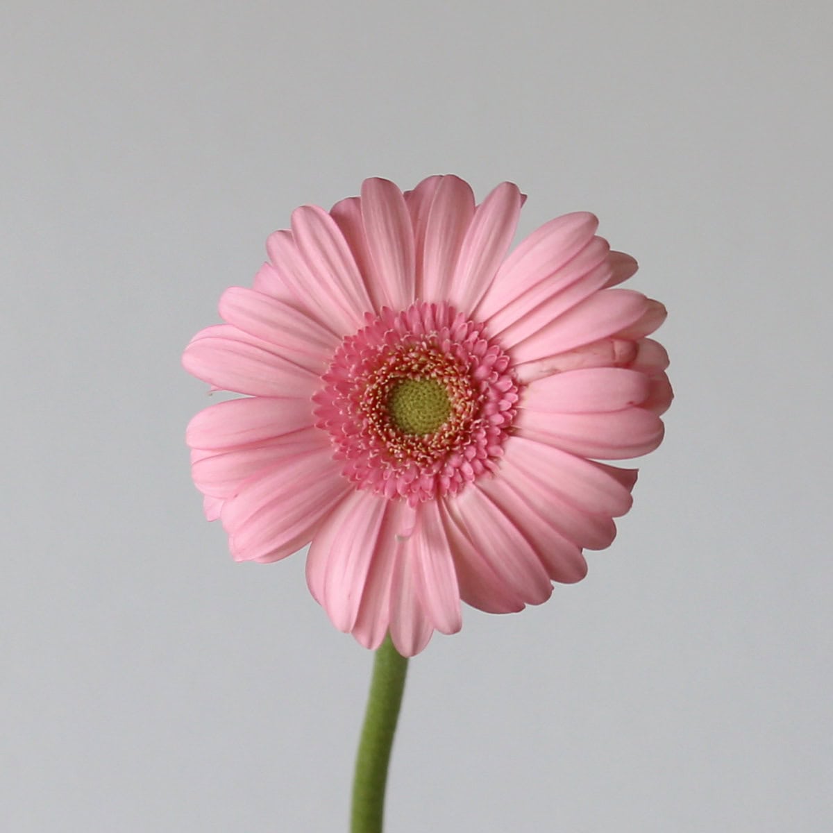 Close-up of Mini Gerbera Bellita soft pink flower