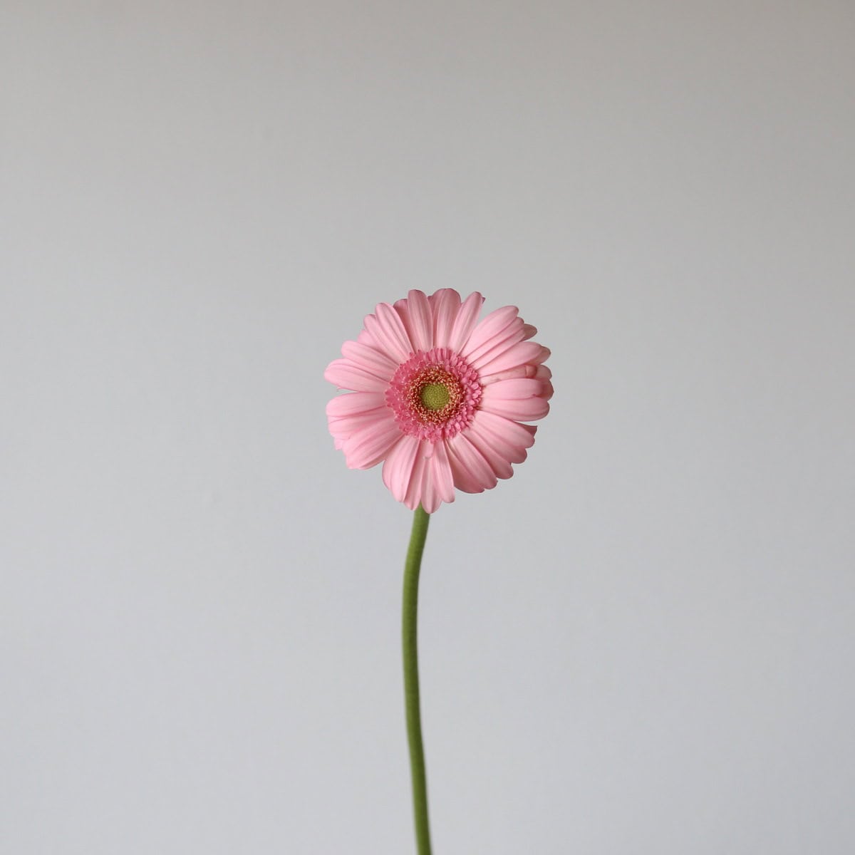 Mini Gerbera Bellita light pink flower on a single stem