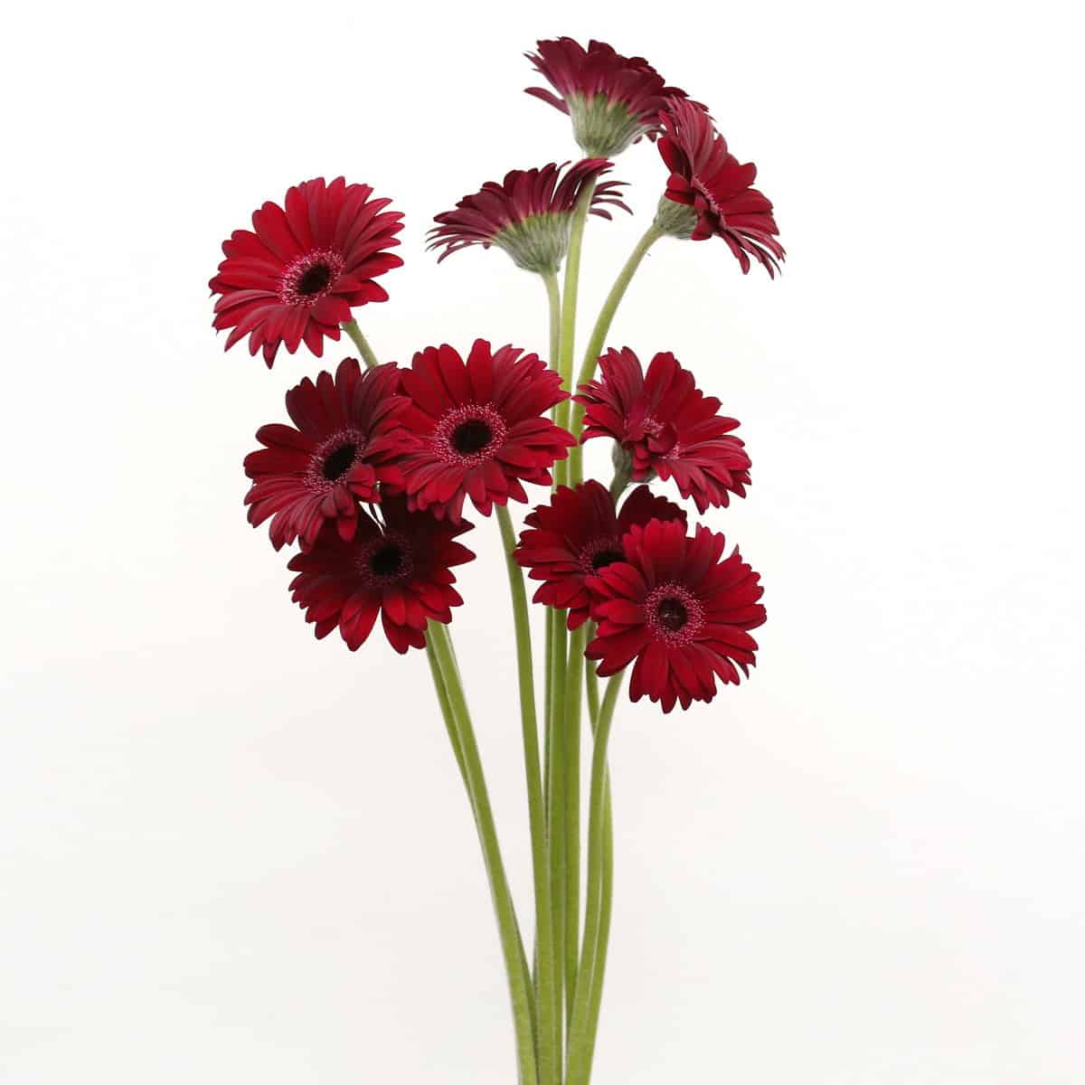 Bunch of deep red Mini Gerbera Black Tie flowers