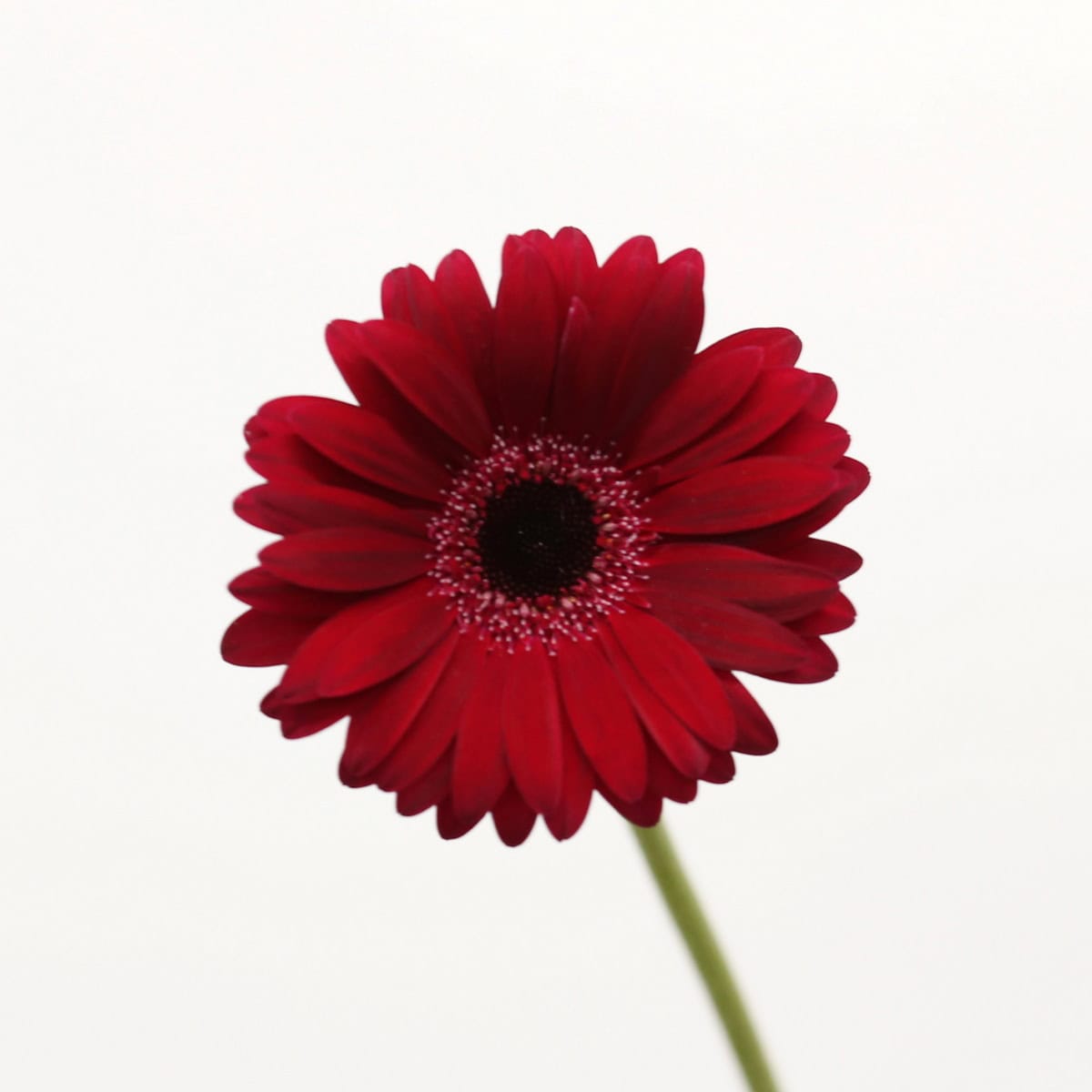 Close-up of deep red Mini Gerbera Black Tie flower