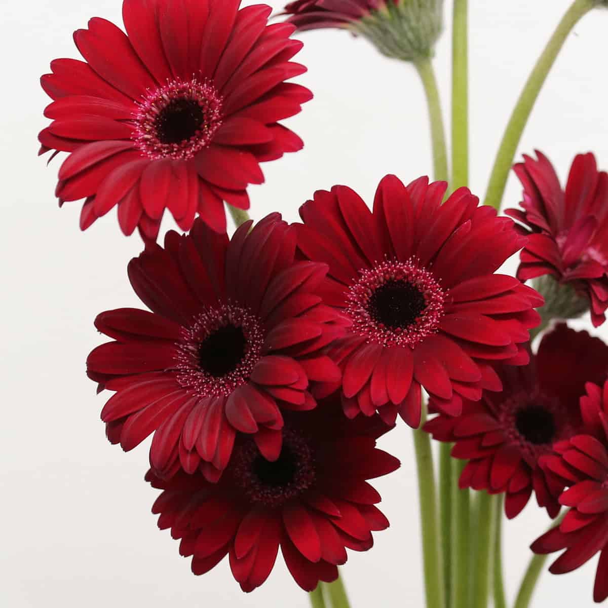 Close cluster of deep red Mini Gerbera Black Tie flowers