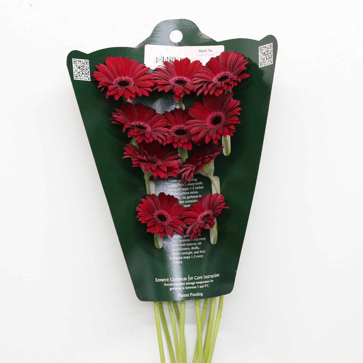 Mini Gerbera Black Tie red flowers in wholesale package