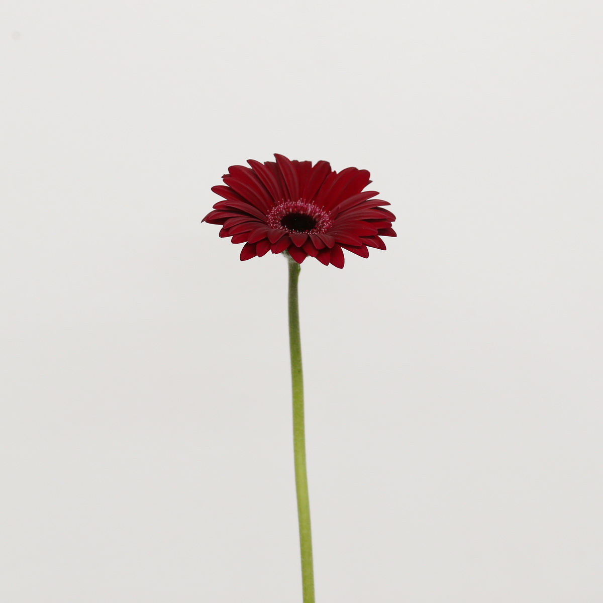 Single Mini Gerbera Black Tie flower on a long green stem
